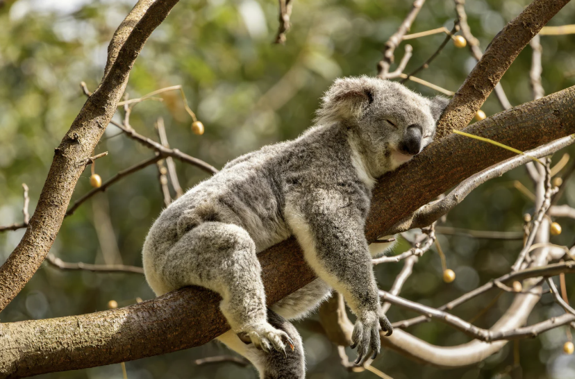 Dormir no es perder el tiempo: los expertos confirman que 6 horas de estudio no valen lo mismo